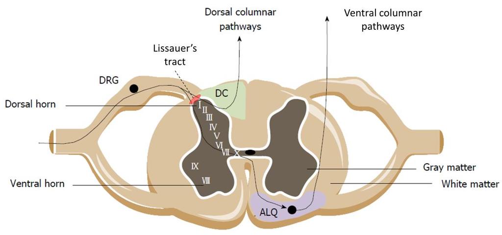 Vermeulen W., et al.