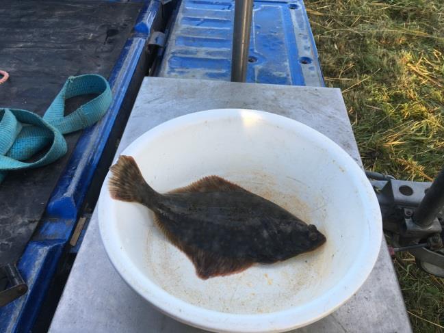 In totaal zijn 59 botten gevangen in de hokfuik en schietfuiken. Het totale gewicht was 30,0kg. De gemiddelde lengte was 37cm (range 29-48cm) bij een gemiddeld gewicht van 514gram (range 286-979gram).