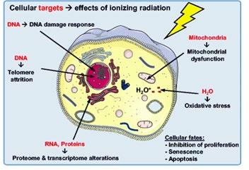 Radiotherapie: plaatselijke nevenwerkingen I.