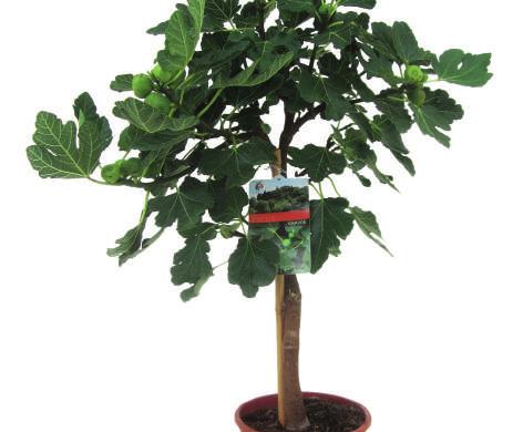 Tweede Paasdag geopend van 10:00-17:00 uur! 27,99 50% KORTING 13, 99 KOOP NU Vĳgenboom b f/g i 21 cm, d ca. 90 cm. Ficus carica. Koop dit prijsalarm op: www.tuincentrumgernell.