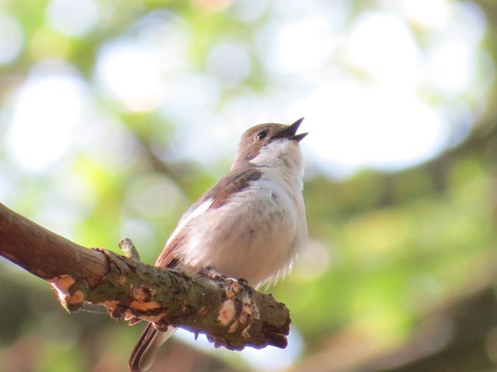 Gespeeld worden composities waarin vogels centraal staan, zoals On hearing the first cuckoo in spring van Frederik Delius als ook Scene with de Cranes van Jean Sibelius voorafgegaan door een korte