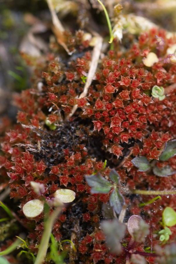 Zo heeft de echte koekoeksbloem (Silene flos-cuculi) zich sterk uitgebreid en vonden we voor het eerst het kruipend zenegroen (Ajuga reptans) op een paar plaatsen.