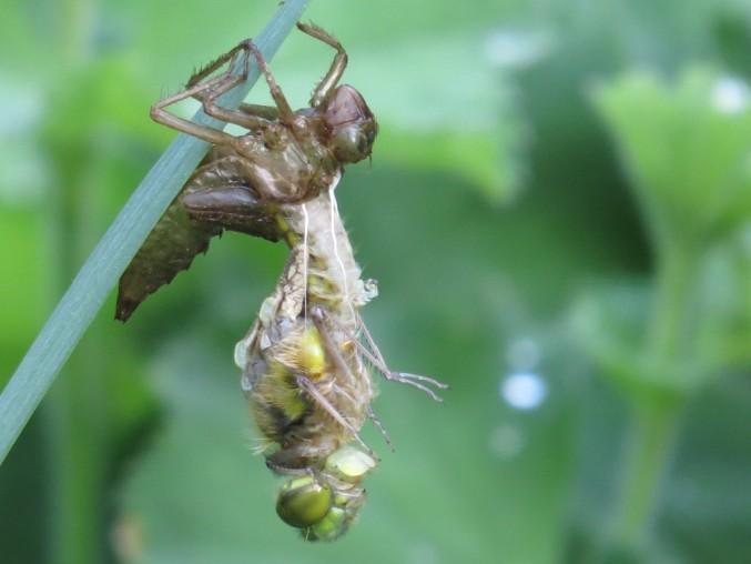 In mijn fruittuin viel me op dat vele trosjes van de aalbes maar half gevuld zijn.