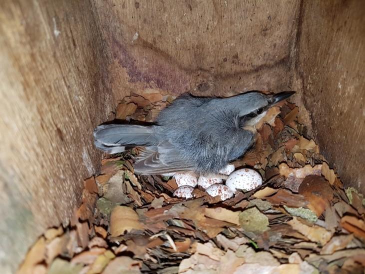 Wat bijzonder was dat we bij een koolmees, een pimpelmees maar ook bij een boomklever meemaakten was dat de vogels bij het openmaken van het voorfront, uit zichzelf aan de achterkant op het nest