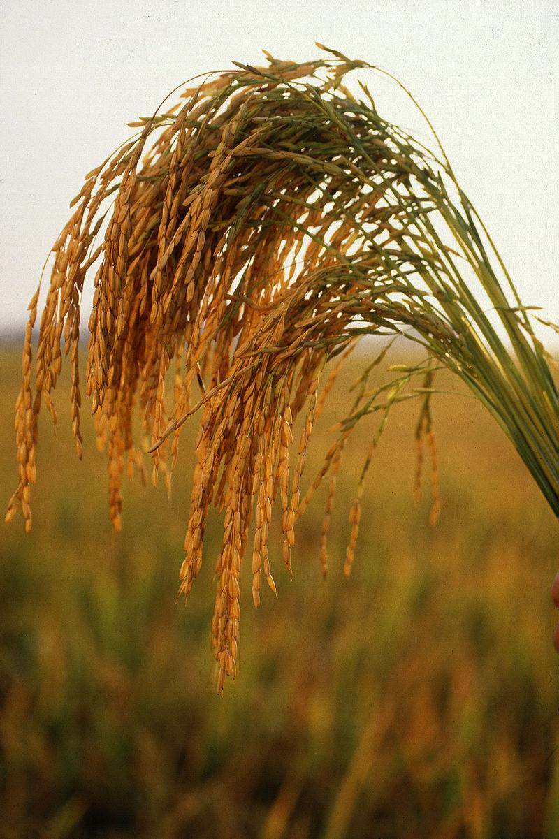 Onbewerkte rijst noemt men padi. Cultuurrijst is van het geslacht Oryza, met een groot aantal variëteiten. Rijpe (langkorrelige) rijsthalmen onder de zware last van de korrels.