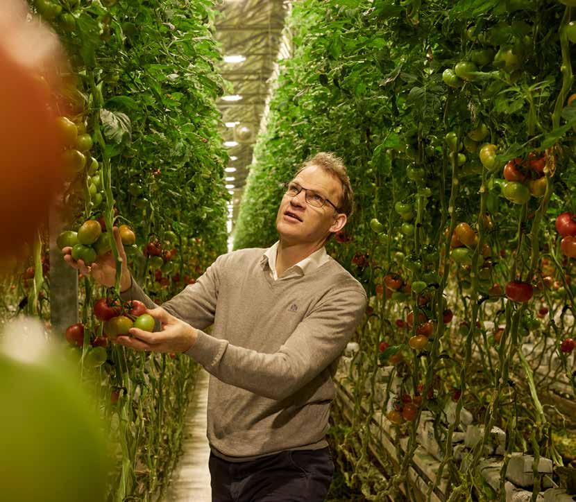 Testresultaat Stoffels Tomaten 5% meer opbrengst, minder warmte in de kas Testlocatie: Rijkevorsel, België Testperiode: