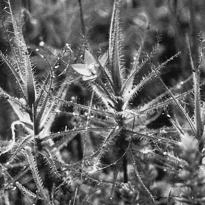 Planten die vliegen vangen De vlieëbos is een struikachtige plant die groeit in Zuid-Afrika. De bladeren van deze plant zijn begroeid met kleverige haren waaraan kleine insecten blijven kleven.
