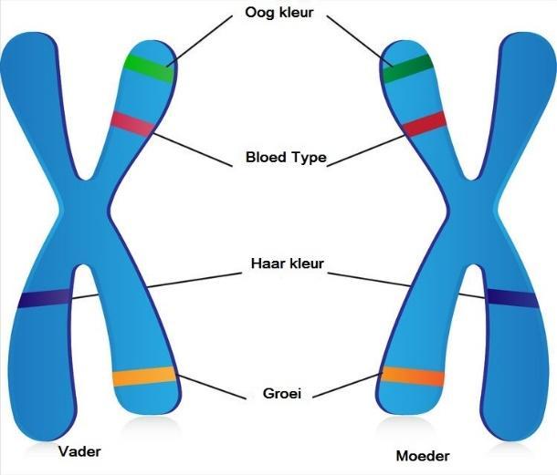 3 genenparen In lichaamscellen komen chromosomen in paren voor, elk chromosoom bevat veel genen. De plaats van een gen op een chromosoom heet een locus.