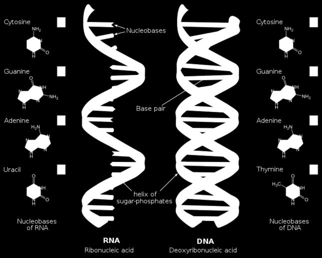 Een nucleotide bestaat uit een fosfaatgroep, desoxyribose en een stikstofbase. In een DNA molecuul komen er vier soorten stikstofbasen voor: adenine, thymine, cytosine en guanine.