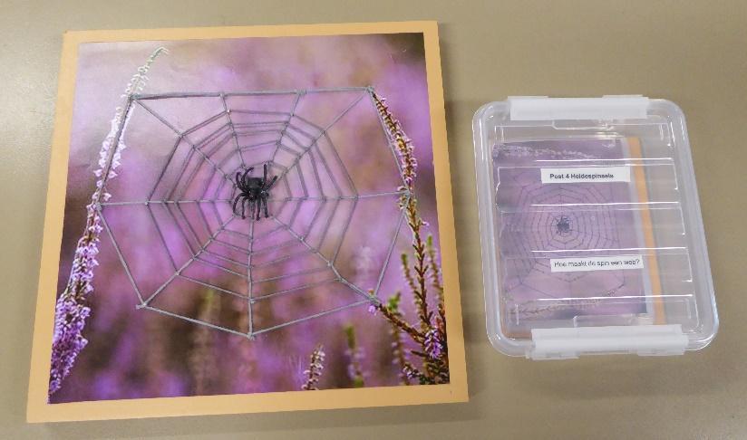 Leg samen met de leerlingen deze acht kaarten in de volgorde van hoe een spin een web maakt.
