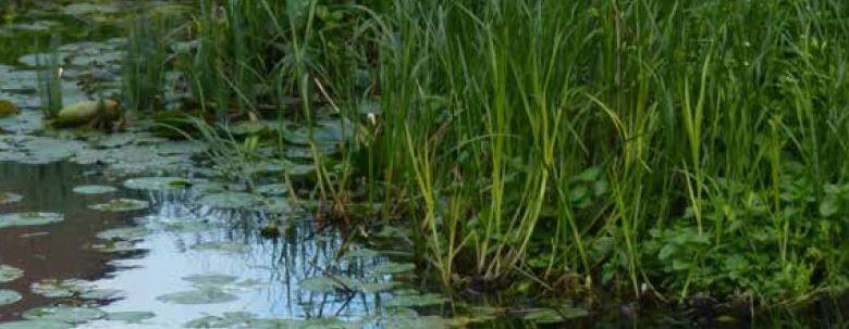 N2. Oevertype II nat midden Beeld gedurende het jaar In het groeiseizoen (april tot augustus) is de natte oever begroeid met een lage tot middelhoge begroeiing van ondergedoken waterplanten,