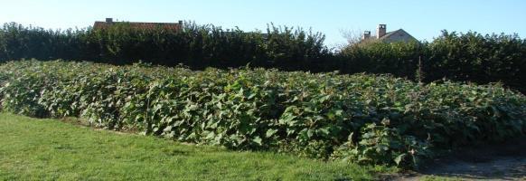 Yacon (Smallanthus sonchifolius) Knolgewas afkomstig uit de