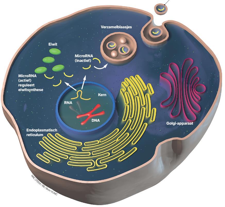 MicroRNA zwerft door je lijf!