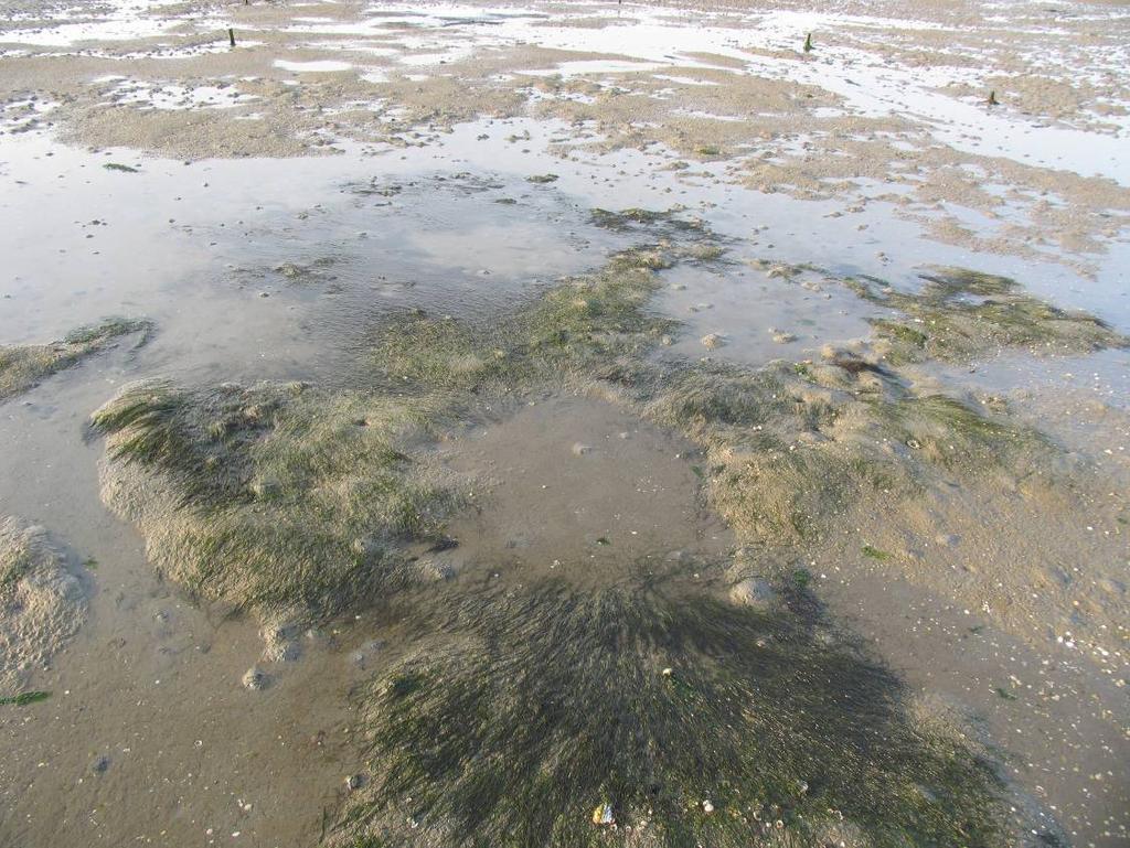 3c. Krabbenkreek Noord De 2008 aanplant op de Krabbenkreek Noord doet het in het algemeen goed: de zeegras bedekkingen blijven even hoog als in augustus (10-30% gemiddeld, sommige nog veel hoger,