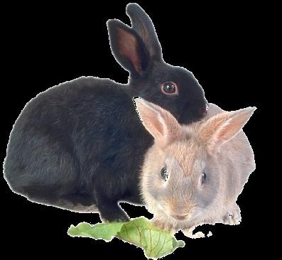 6. Het konijn Konijnen leven in groepen.
