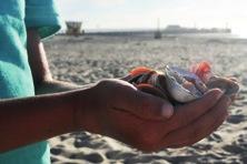 Met de schelpenzoekkaart van Natuurpunt, te koop in de natuurcentra aan de