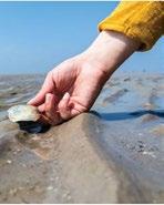 1 Tip Ga elk jaar schelpen tellen tijdens de Grote Schelpenteldag.