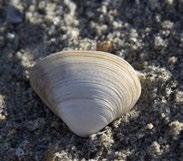 2 HET NONNETJE (Macoma balthica) Het nonnetje is bij het publiek bekend als portemonneetje, vanwege het veelvuldig voorkomen van doubletjes.