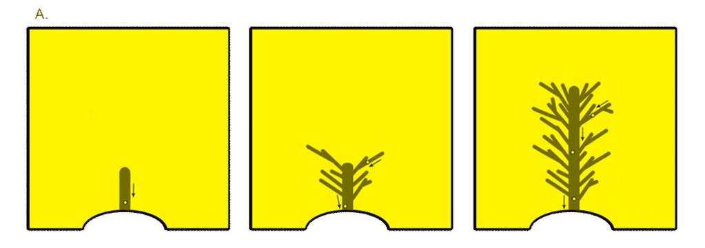 3.2.2 Vervolg processen De initiele kanaaltjes kunnen op verschillende manieren groeien.