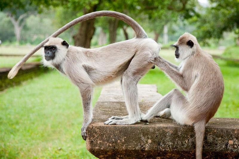 Op 6 km afstand van Kandy ligt één van de mooiste botanische tuinen ter wereld, de eeuwenoude tuin van Peradeniya, waarnaar een optionele excursie wordt georganiseerd.