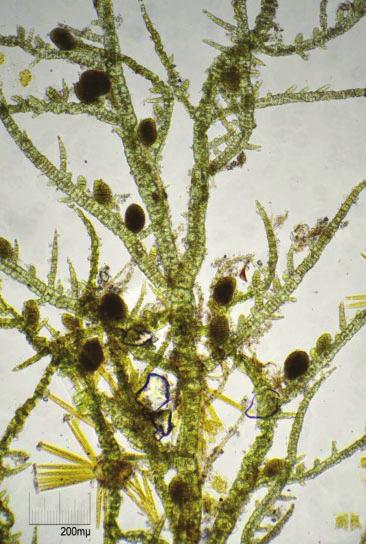 Rob Dekker meldde vier kolonies Aglaophenia pluma op takjes van het hauwwier en één zeedruif Pleurobrachia pileus op 21-01.