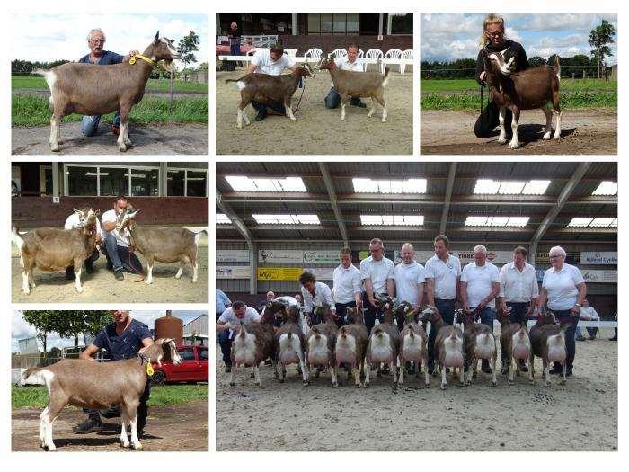 Kampioen lammeren: Sweelhoeve Eline 18 NL100085378092 O JVR F/E: Gebr. Popken, Zweeloo Reserve kampioen: Suzanne 72 NL100165594637 X JVR F/E: J.C.