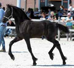 Mededelingen van het secretariaat Algemene Ledenvergadering De algemene ledenvergadering van fokvereniging Het Friesche Paard Midden- Nederland vindt plaats op donderdag 21 maart 2019.