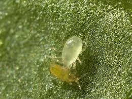 (Phyllopertha horticola) De jonge larven leven van