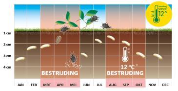 bestreden worden in april/mei en september/oktober met de nematoden: Steinernema carpocapsae Larven van de Taxuskever De