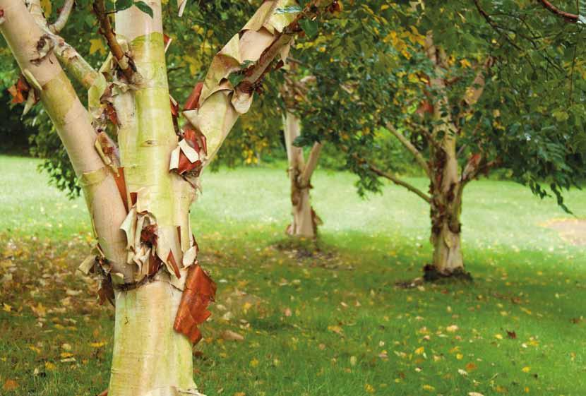 Betula ermanii Kleuren en vormen: bijzondere bast Nu de herfst voorbij is en veel bomen en struiken hun blad laten vallen, tonen sommige planten hun sierwaarde in de vorm van aantrekkelijke twijgen