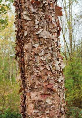 Betula davurica. Betula utilis 'Doorenbos'. Een tweede opvallende heester met groene twijgen is Kerria japonica.