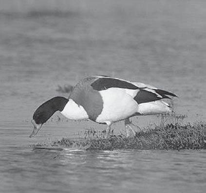 aantal vogeldagen ligt nog steeds onder de twintigduizend. Eind jaren tachtig, begin jaren negentig lagen deze nog steeds boven de vijftigduizend.