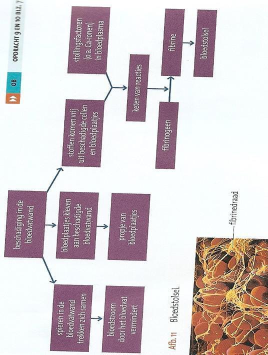 hemostase