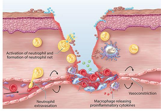 hemostase