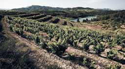 Een groot deel van de wijngaarden, die tot op 600 meter hoogte liggen, is bijzonder oud, zestig tot honderd jaar is geen uitzondering. Om die reden is de opbrengst per hectare zeer laag.