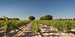 De Torcanto-wijnen zijn gemaakt van jonge stokken en vrijwillig gedeclasseerd van DO Toro naar Vino de la Tierra de Castilla y León. www.montelareina.es BODEGAS Y VIÑEDOS SAN ROMÁN www.bodegasanroman.