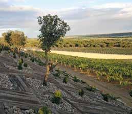 Een deel van de wijnstokken is eind jaren 90 aangeplant, een deel bestaat nog uit oude stokken.