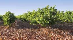 bezit. Bodegas Orben heeft 74 micropercelen van elk ongeveer 0,4 ha in het hart van Rioja, Alavesa rond Laguardia voor de Orbenwijn en 1,2 ha single vineyard voor de topcuvée Malpuesto.