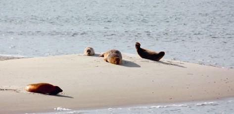 De kust Langs de kust leeft ook de