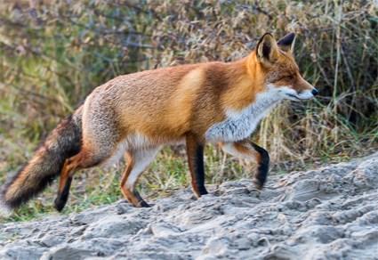 Die zijn er volop in de duinen.