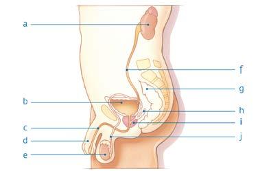 Bijlage: De prostaat De prostaat ligt rond de plasbuis en heeft de vorm en de grootte van een walnoot. De prostaat zit onder de blaas en voor de endeldarm. De prostaat is een klier.