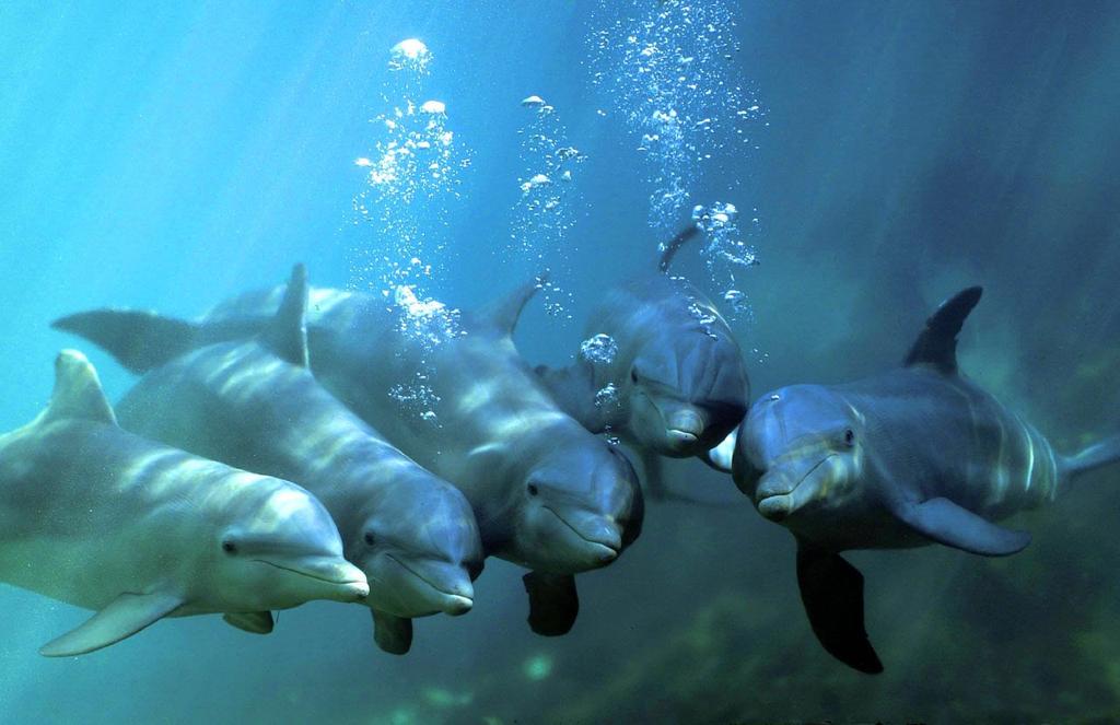 8. Soorten dolfijnen De tuimelaar Tuimelaars leven in