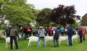 en deed mee met de rassenpresentatie. Cees van Diepen uit Assendelft was hier op uitnodiging aanwezig met en aantal fraaie dieren die deze dag met regelmaat geshowd werden.