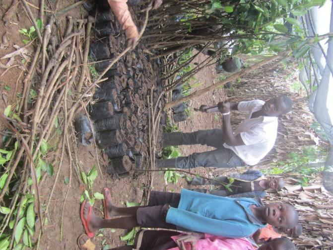 000 kilo lokale yam gedistribueerd onder de gemeenschappen ter voorkoming van een te eenzijdige voeding. 3. Trees for life Het project Trees for life nam in 2017 een grote vlucht.