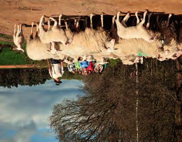 MAANDAG 1 JULI T.E.M. ZATERDAG 31 AUGUSTUS Picknick met de herder en zijn schapen Pieterjan Luyten Wandel met schaapscheerder Stijn en zijn kudde schapen in de schiמּerende omgeving van de Abeekvallei