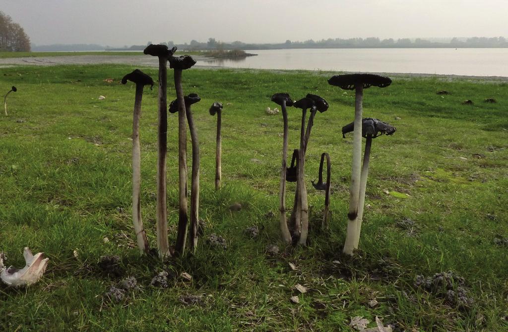 Figuur 2. Coprinus comatus, Geschubde inktzwam, bij het Robbengat, Lauwersmeer, 2012 (Foto: Henk Pras) vegetatie. De grote landbouwstukken zijn vrijwel volledig buiten beschouwing gelaten.