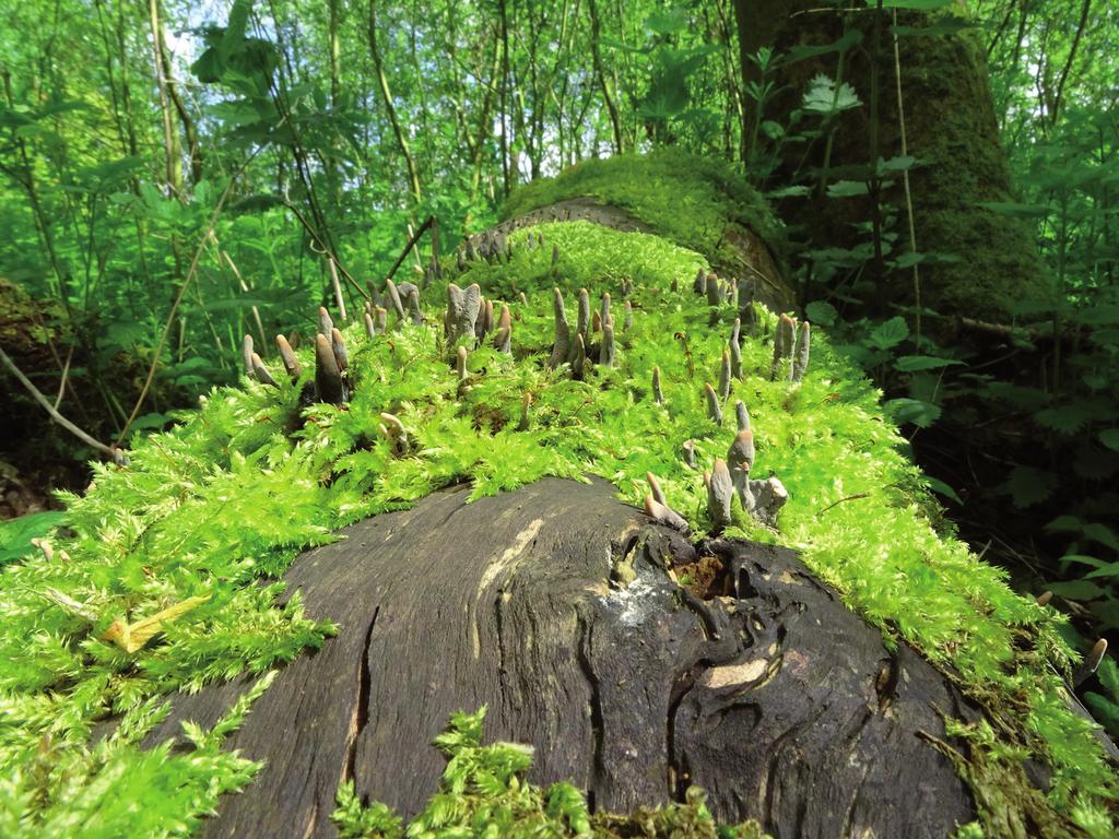 Figuur 7. Xylaria longipes, Esdoornhoutknotszwam, Abelstok, mei 2014.