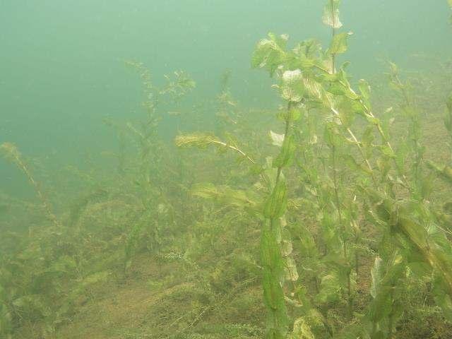 De verdwenen waterplanten van Engelgaarde Je ziet het pas als je (het door hebt.) onderwater kijkt!