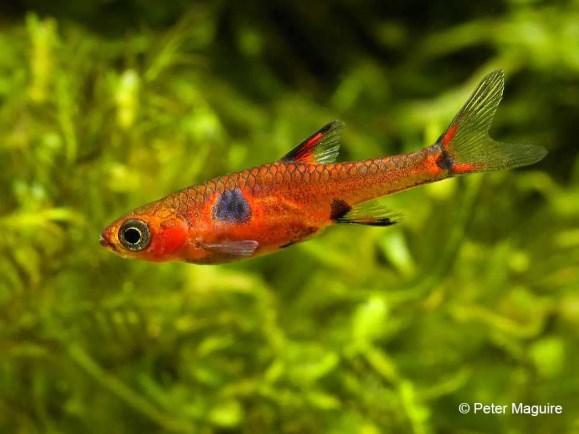 a.v. De Glasbaars Vissen Boraras maculatus Dwergrasbora Dit extreem kleine visje heeft een oranje kleur, op de rug is het meer rood terwijl de buik geler is.