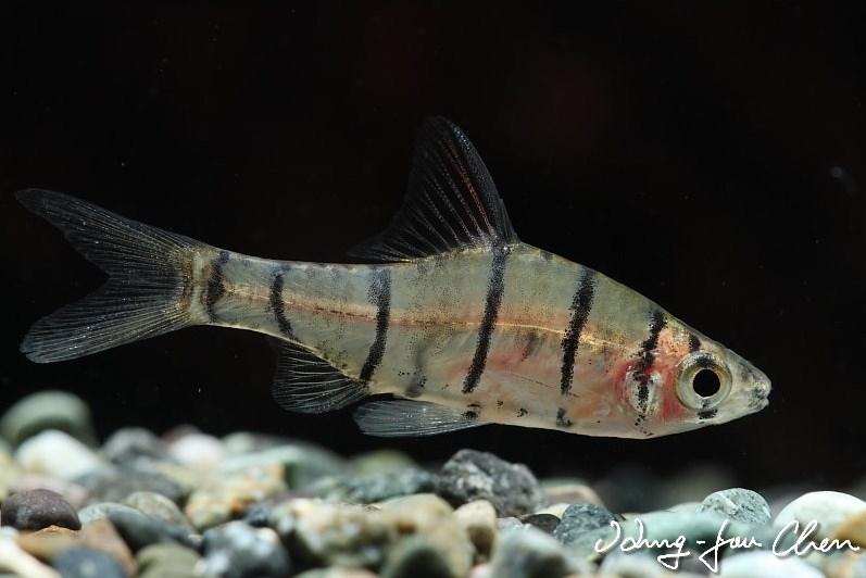 a.v. De Glasbaars Vissen Familie Cyprinidae Lengte 5 cm Wetenschappelijke Eirmotus octozona Nederlandse Eirmotus octozona Herkomst thailand